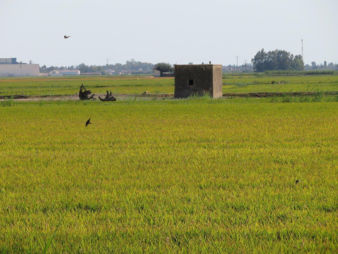 A green rice field with a small hut in the Ebro Delta