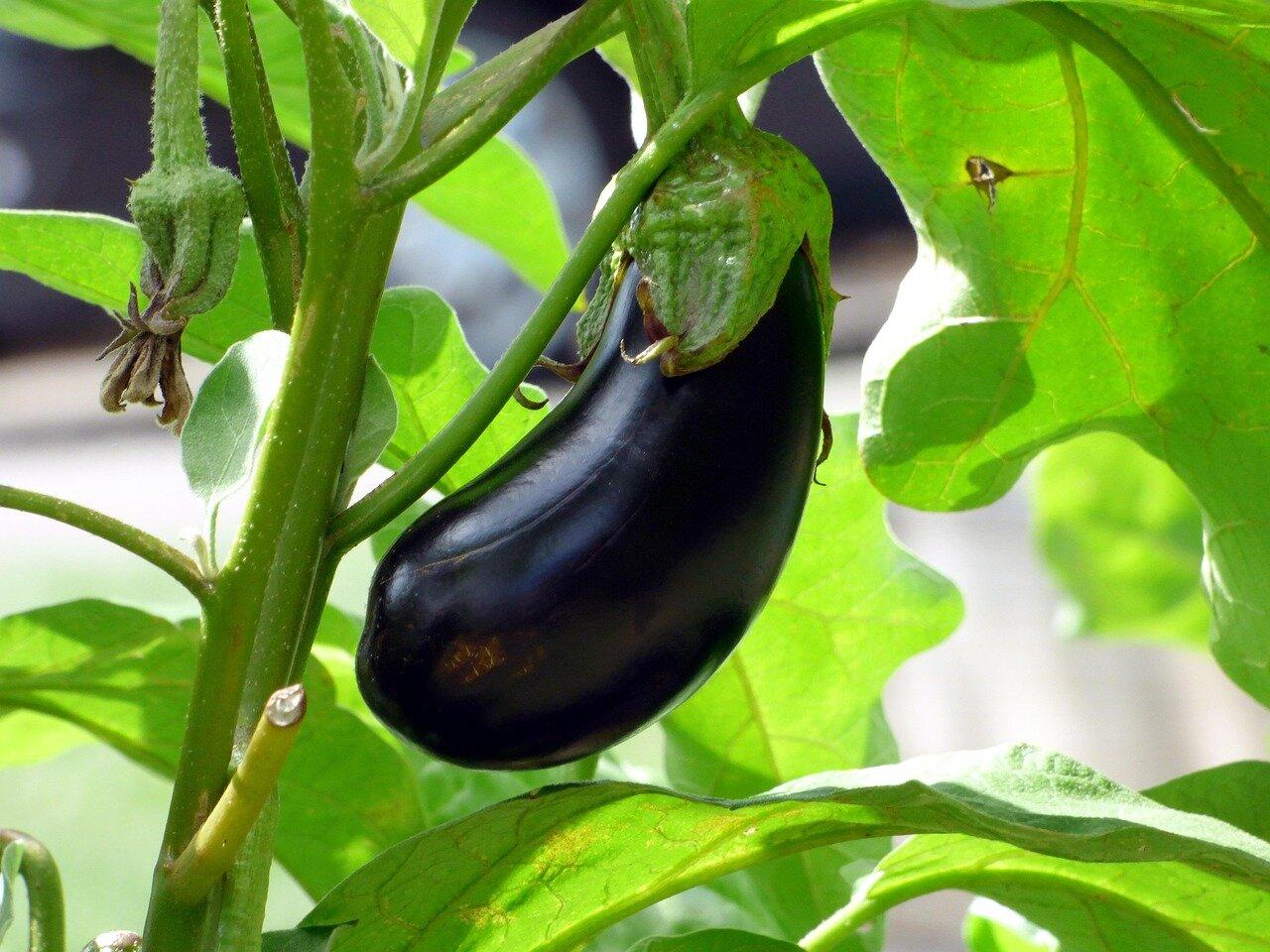 A glossy purple aubergine growing beneath green leaves